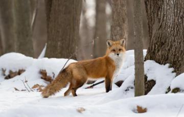 Wallpaper Winter Forest Look Snow Trees Fox Red Image For