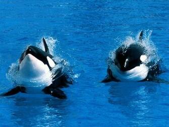 Orca Wallpaper Background Photos Pictures And Image For