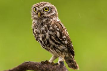 Owl Wallpaper HD Hq