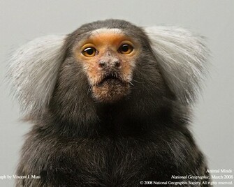 Funny Monkey Pictures High Definition Widescreen Wallpaper
