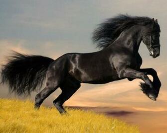 Wallpaper Gallery Beautiful Horse