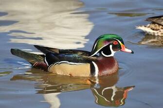 Mallard Duck Wallpaper Pictures