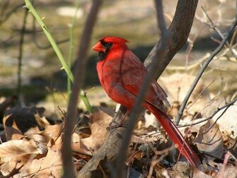 Cardinals Cardinal Bird Flying Sweet Red