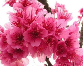 Beautiful Spring Wallpaper May Love Sepphoras