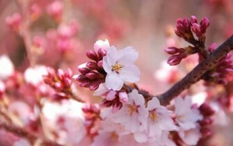 Cherry Flowers Desktopwallpaper Desktop Background