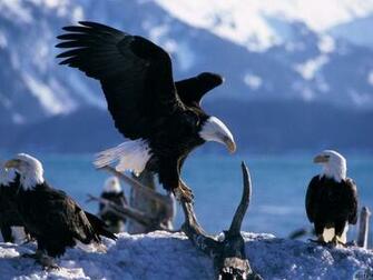 Birds Pictures Facts Wallpaper Information