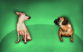 Cute Chihuahua Chihuahuas Wallpaper