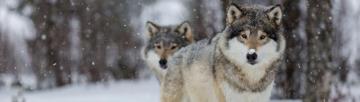 Wolves In The Forest Image Wallpaperfusion By Binary Fortress