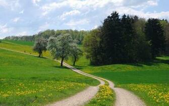 Summer Field Beautiful Nature Wallpaper