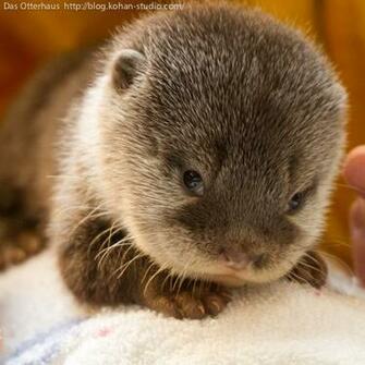 Cute Baby Otter Animals Animal Pictures