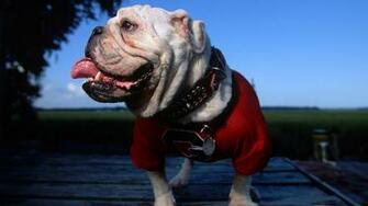 Georgia University Mascot Tongue Desktop Wallpaper Animals