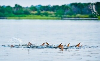 Galleries Related Red Drum Fish Wallpaper Redfish Fishing