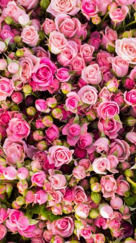 Earth Rose