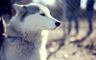 Husky Dog Nose Face Eyes Wallpaper