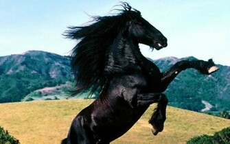 Beautiful Horse Horses Wallpaper