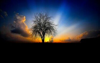 Dark Tree Field Sunset Wallpaper Stock