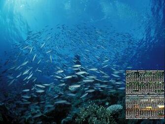 Xp Wallpaper Windows Amazing Scuba Diving Hi Res