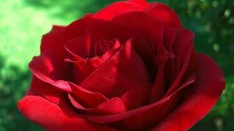 Red Roses HD Wallpaper For Desktop