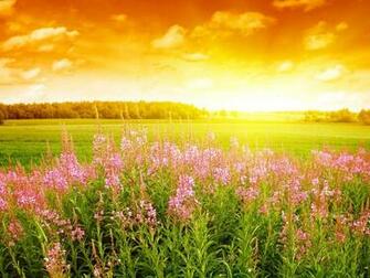 Summer Flowers Wallpaper