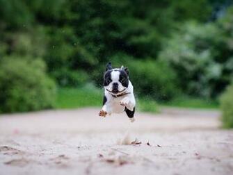 Boston Terrier Wallpaper HD Desktop 4k