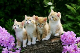 Love Wallpaper HD Cute