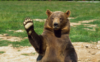 Desktop Bear Wallpaper