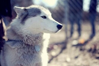 Husky Wallpaper