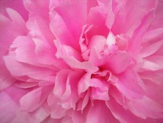 You Love Pink Color Do