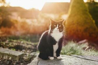Black And White Cat Wallpaper HD