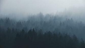 Foggy Forest Wallpaper