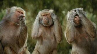 Funny Monkeys Give Motivation Message HD Wallpaper Rocks