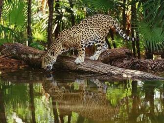 African Animal Wallpaper Pictures