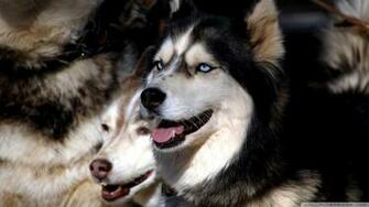 Husky Dogs Wallpaper