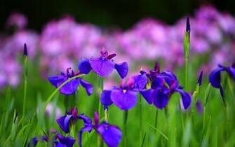 Iris Flower Wallpaper Mega