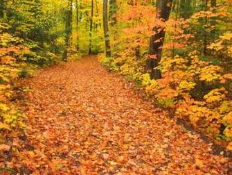 Wisconsin Fall Foliage Jpg