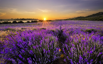 Lavender Desktop Wallpaper