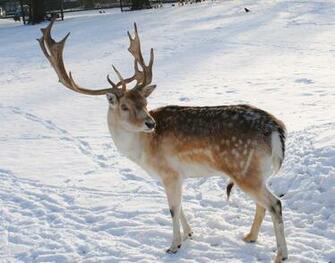 Reindeer Wallpaper Animal Lovers