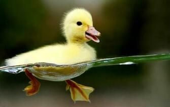Wallpaper Amazing And Most Beautiful For