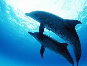 Under The Sea Wallpaper Kozar Cool