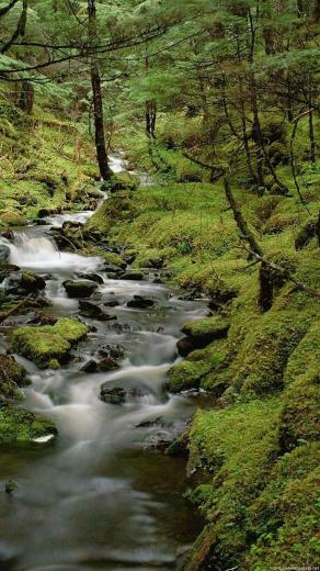 Cool Forest iPhone Wallpaper HD Nature Plus Background