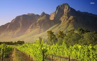 Vineyard Wallpaper Nature