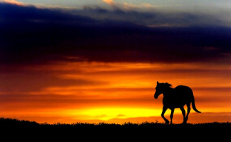 Horses At Sunset Wallpaper