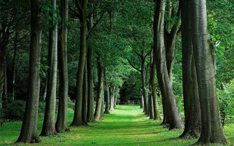 Green Forest Wallpaper