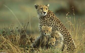 Cute Cheetah Family Wallpaper Open Walls