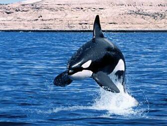 Amazing Sea Animal Wallpaper