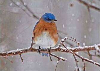Bird In Winter Wallpaper