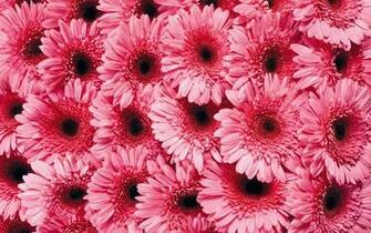 Gerbera Daisies Wallpaper