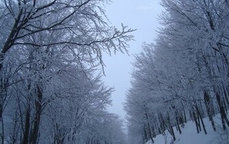 Winter Wallpaper Wintertrees Trees Image
