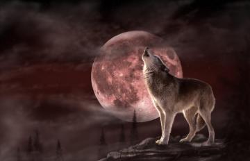 Wolf Moon Wall Murals Online Photowall