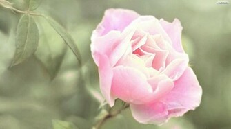 Youwall Pink Rose Wallpaper